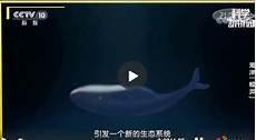 鲸落海底TXT下载