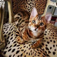 野生猫的品种以及图片